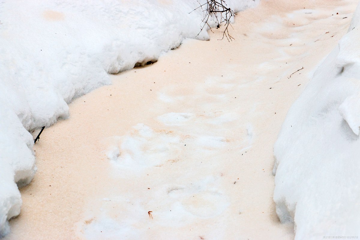 оранжевый снег в Саратове